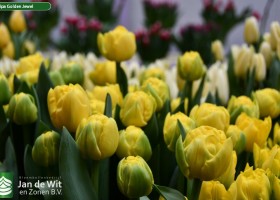 Tulipa Golden Jewel ® (2)